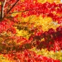 The wrold is never prettier than when the leaves take their last bow. Exposure: ISO200, f/8, 1/250 second.